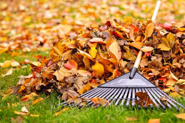 Cost of Leaves Removal in Seattle