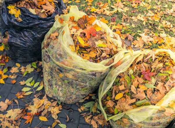 Cost of Yard Cleanup Service in Seattle