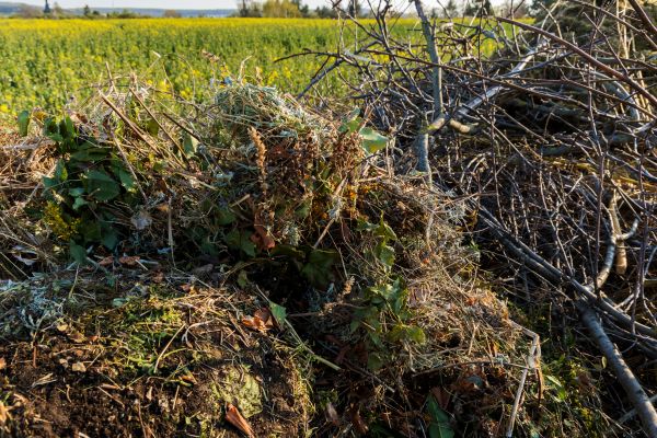 Cost of Brush Disposal in Seattle