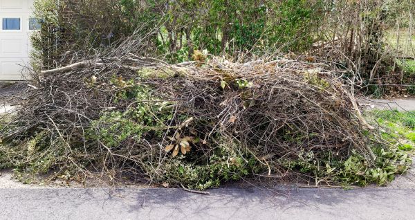 Cost of Tree Limb Cleanup in Seattle