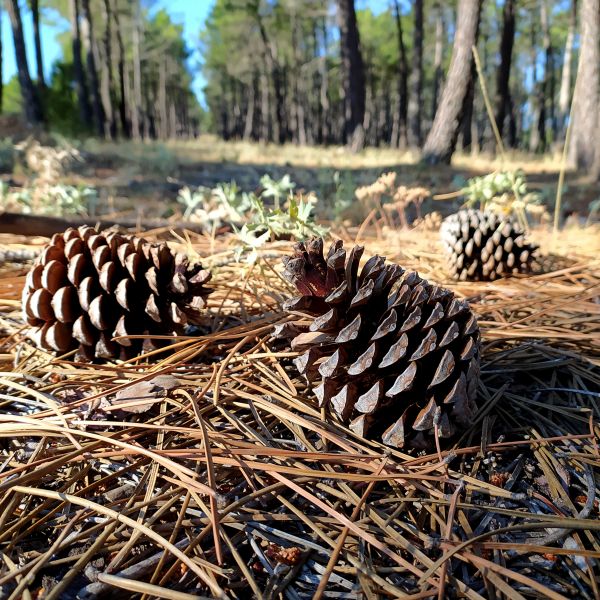 Cost of Pine Cone Removal in Seattle