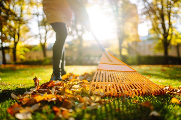 Cost of Leaves Raking in Seattle