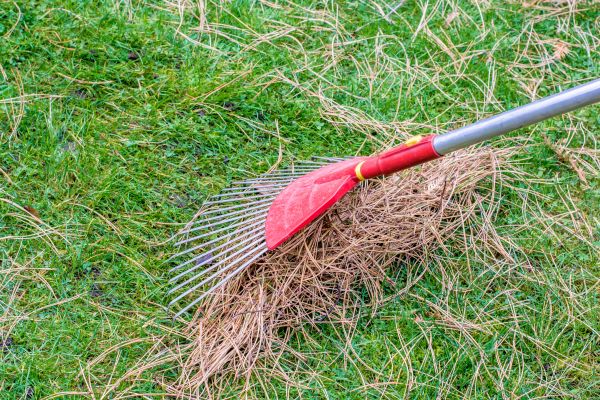 Cost of Yard Raking in Seattle
