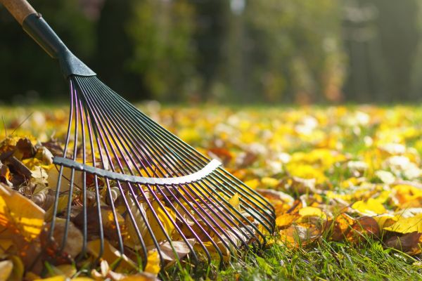 Cost of Leaf Removal in Seattle