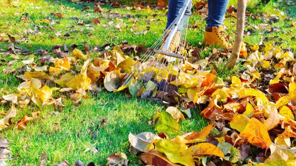 Cost of Lawn Cleanup Service in Seattle