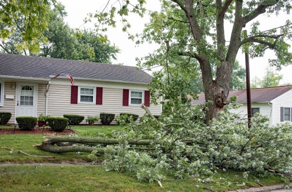 Cost of Fallen Branch Removal in Seattle