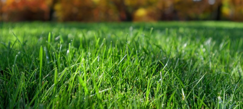 Fall Lawn Cleanup Service